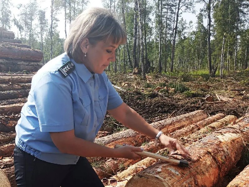 🌲 Более 366 тысяч кубометров лесной продукции вывезли из Приангарья за месяц