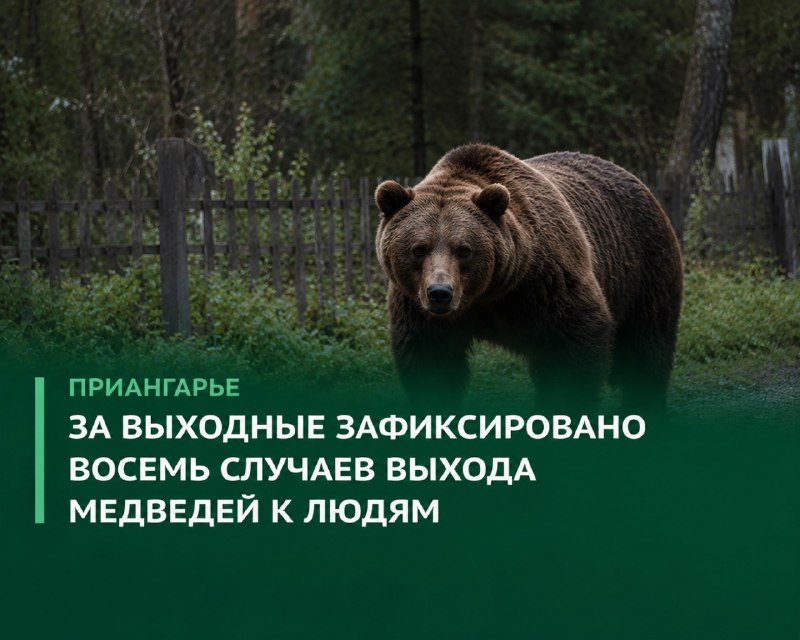 За выходные в Приангарье зафиксировано восемь случаев выхода медведей к людям