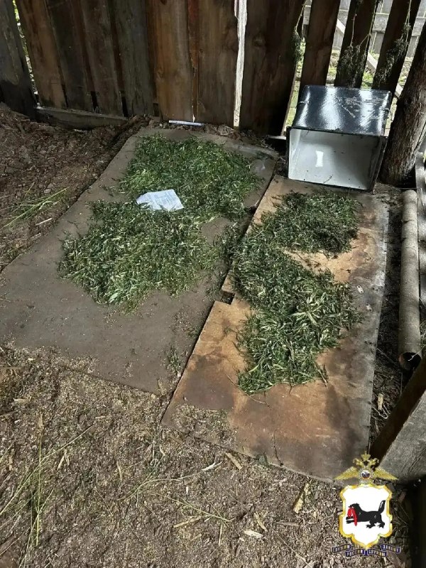 🌿 В Зиме полицейские накрыли домашнюю наркооранжерею