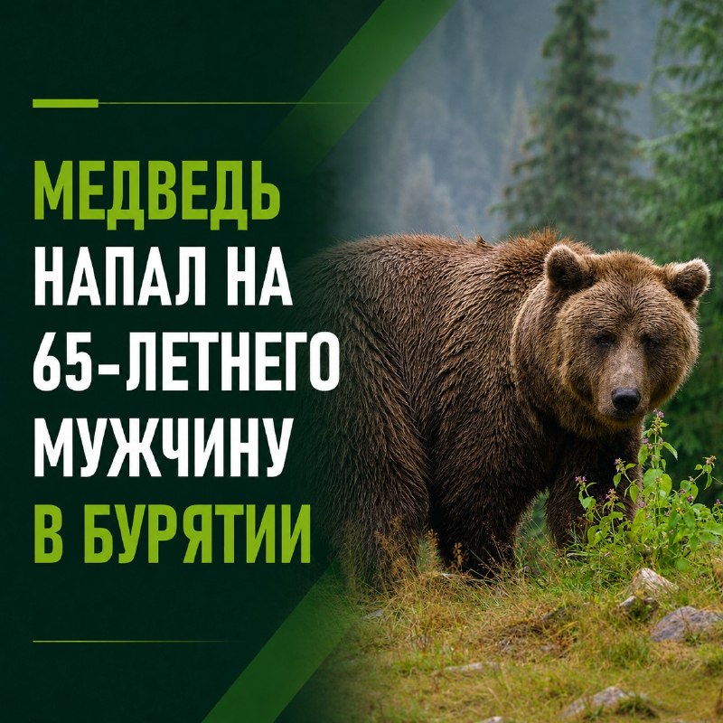 Медведь напал на 65-летнего мужчину в Бурятии