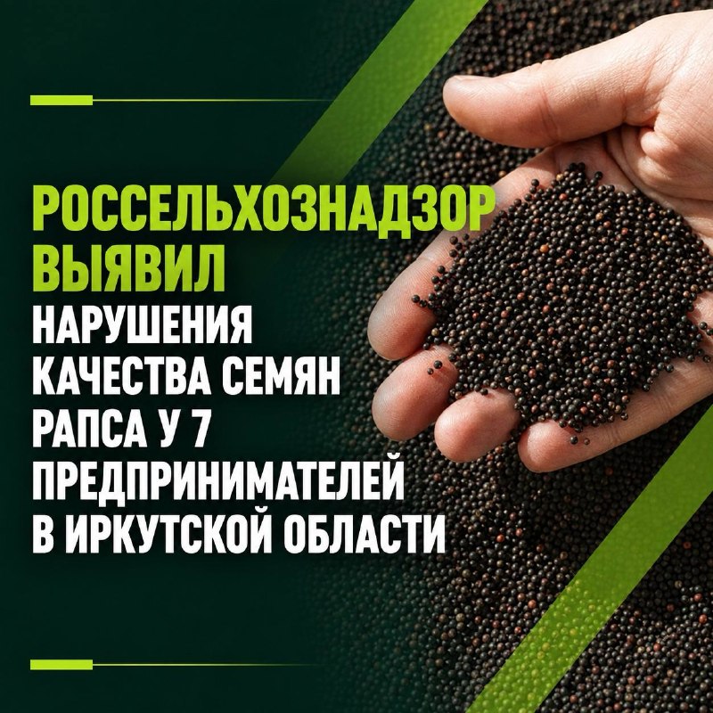 🌱 Россельхознадзор выявил нарушения качества семян рапса у 7 предпринимателей в Иркутской области