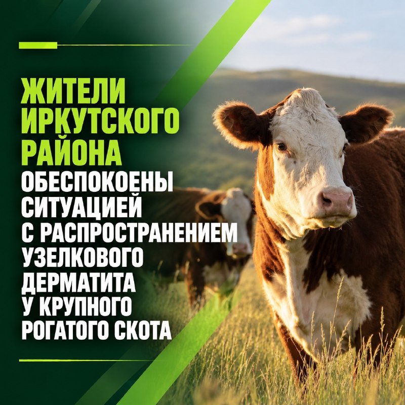 В Иркутском районе борются с распространением узелкового дерматита у крупного рогатого скота