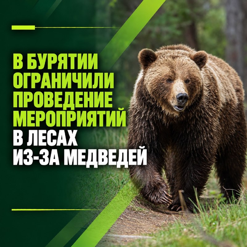 В Бурятии ограничили проведение мероприятий в лесах из-за медведей