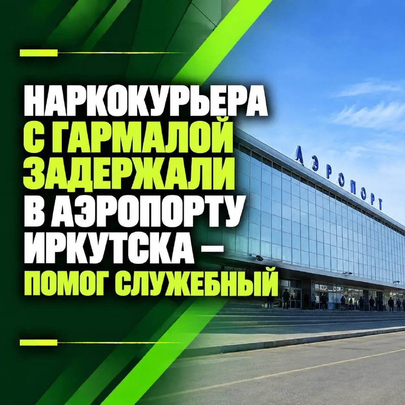 Наркокурьера с гармалой задержали в аэропорту Иркутска — помог служебный пес Фил