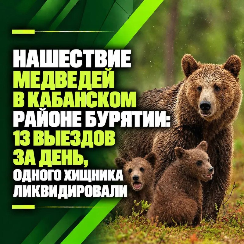 Нашествие медведей в Кабанском районе Бурятии: 13 выездов за день, одного хищника ликвидировали