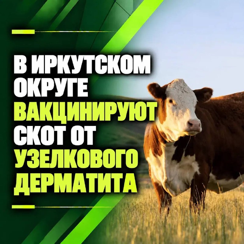 💉 В Иркутском округе вакцинируют скот от узелкового дерматита