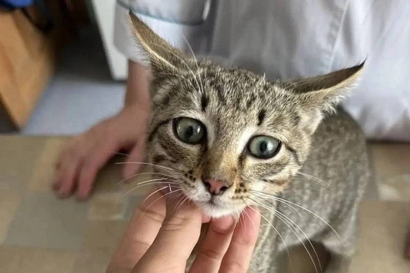 В Киренске ветеринары спасли котенка, отравившегося мухомором