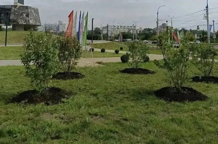 🌳 В Иркутске высадили 280 деревьев и кустарников
