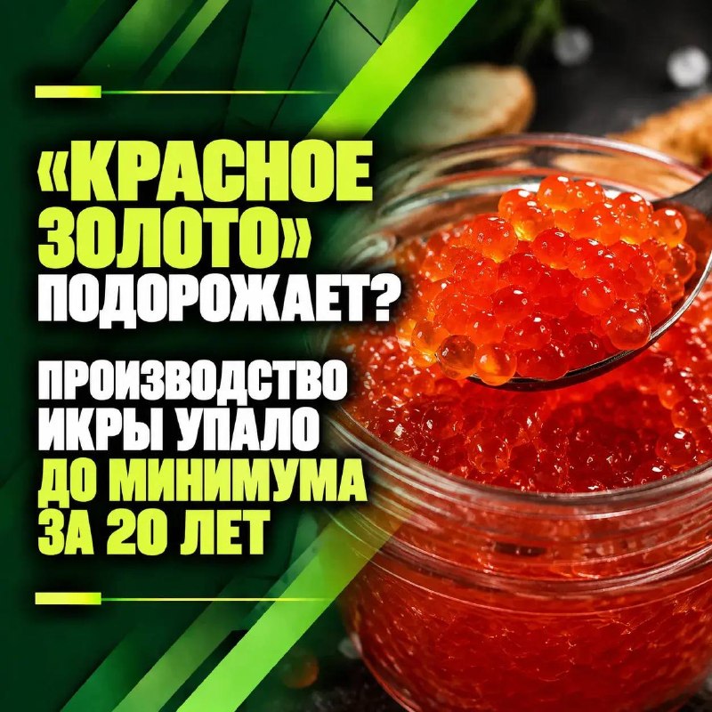 «Красное золото» подорожает? Производство икры упало до минимума за 20 лет