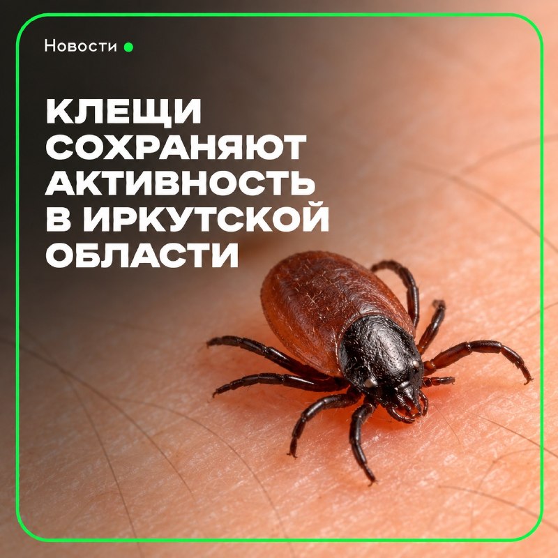Клещи сохраняют активность в Иркутской области