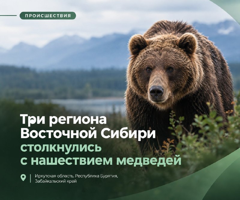 🐻 Три региона Восточной Сибири столкнулись с нашествием медведей