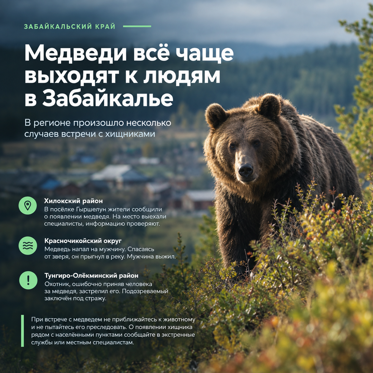 🐻 Медведи всё чаще выходят к людям в Забайкалье