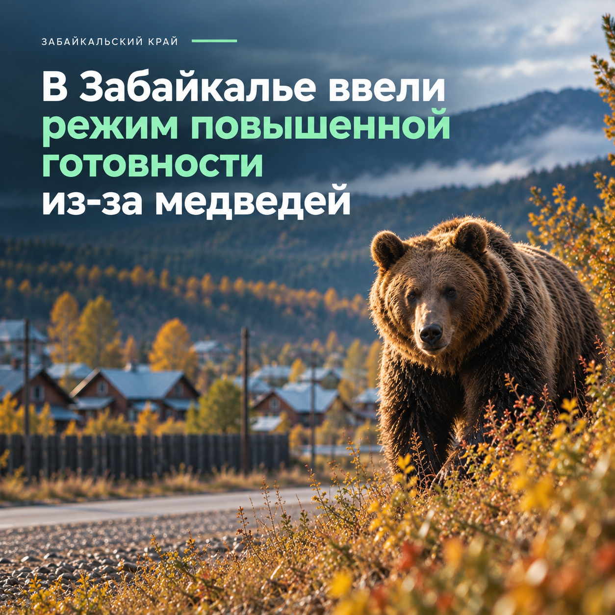 🐻 В Забайкалье ввели режим повышенной готовности из-за медведей