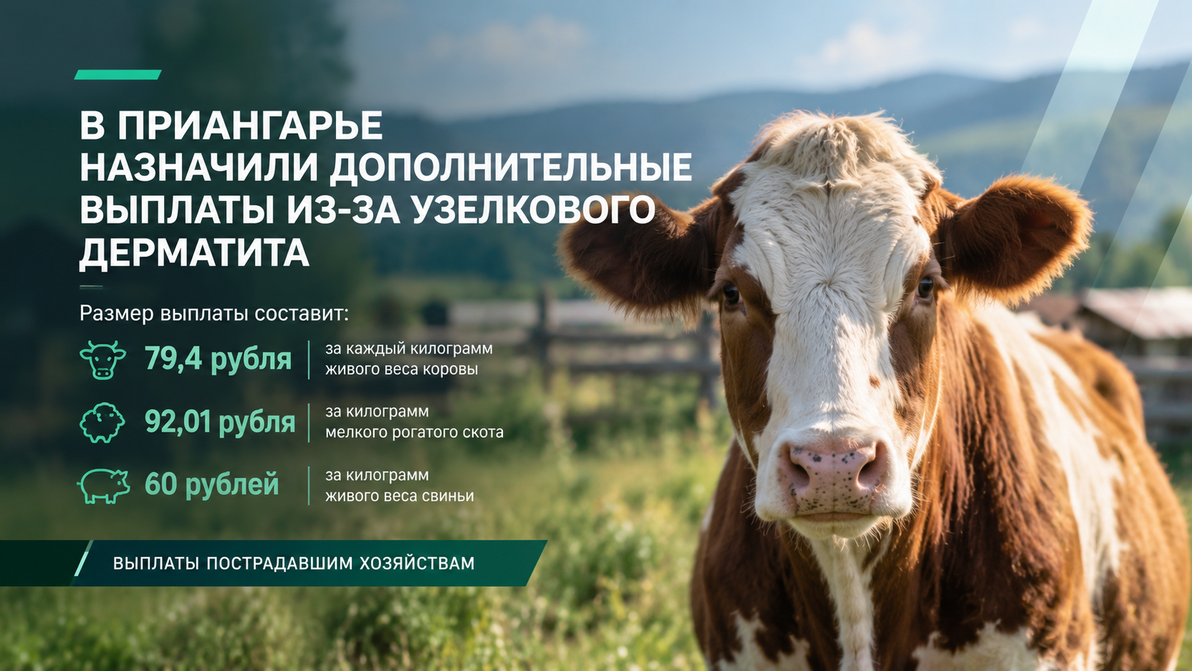 🐄 В Приангарье назначили дополнительные выплаты из-за узелкового дерматита