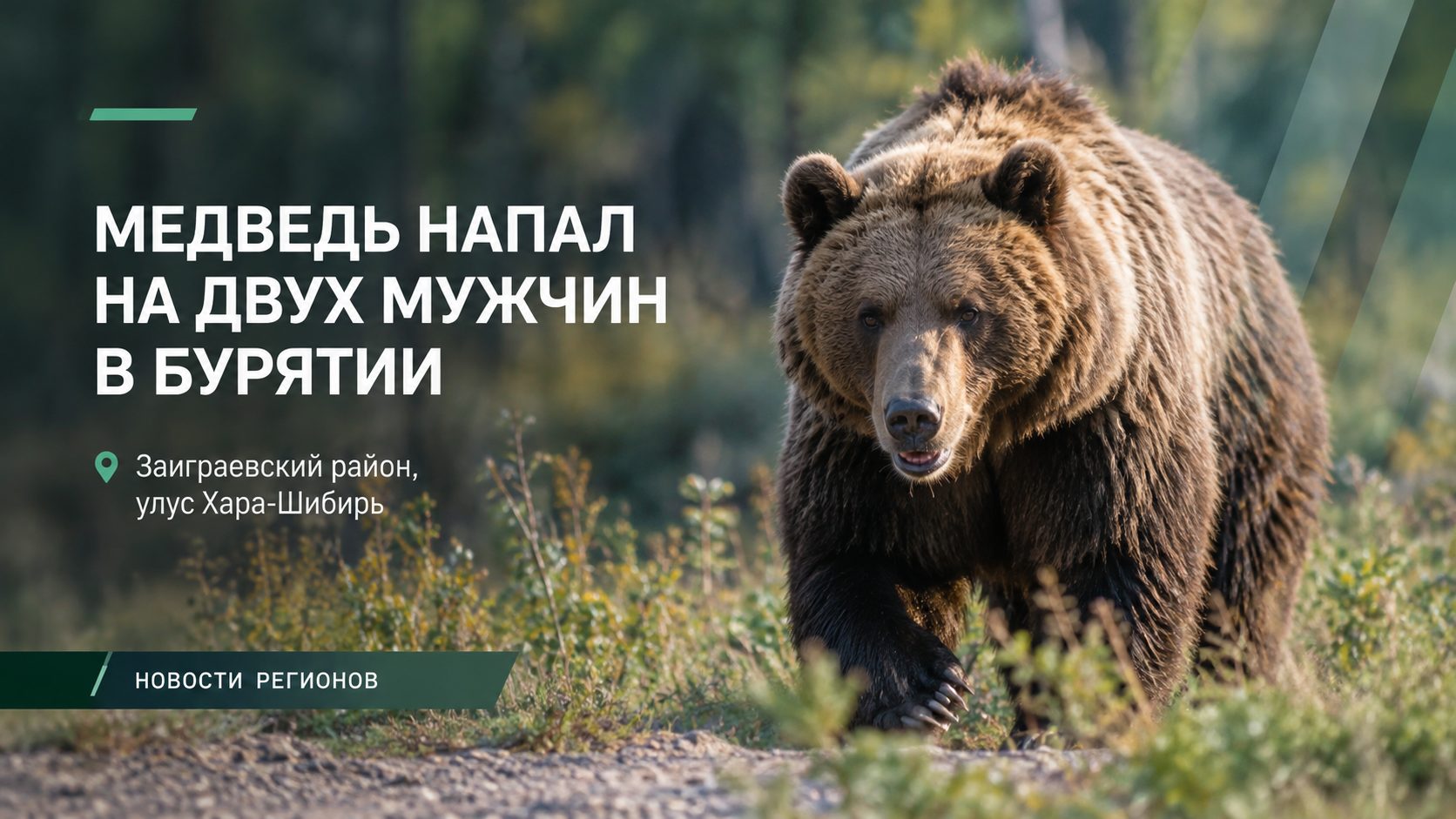 🐻 Медведь напал на двух мужчин в Бурятии