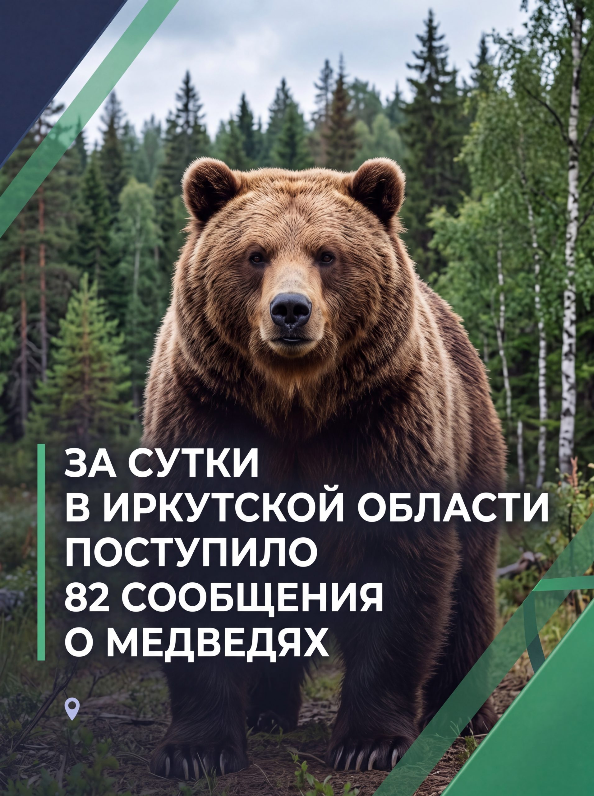 🐻 За последние сутки в Иркутской области поступило 82 сообщения о медведях
