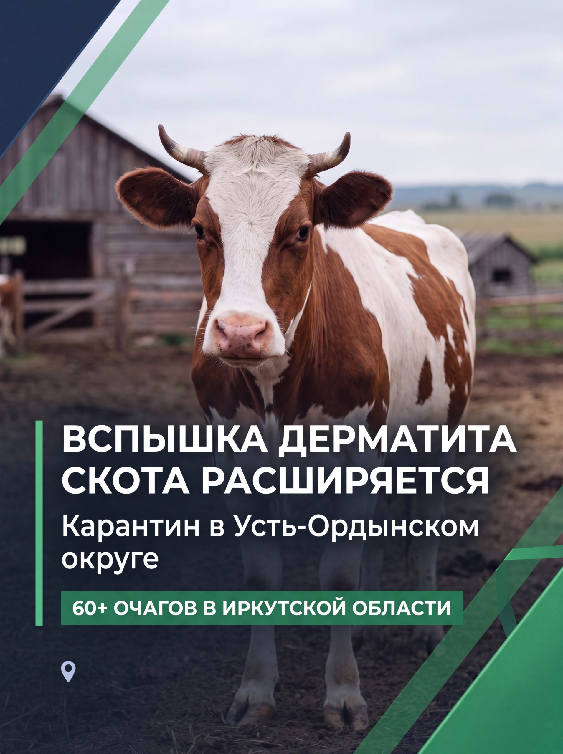🐄 Вспышка узелкового дерматита скота расширилась до Усть-Ордынского округа