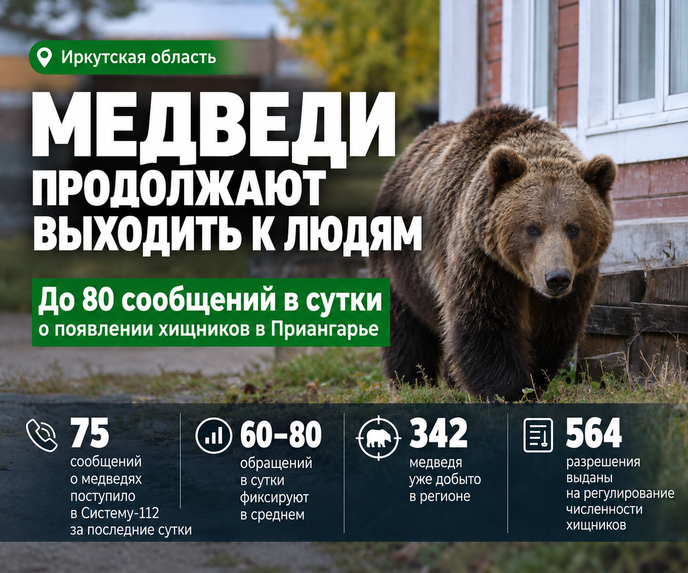 🐻 До 80 сообщений в сутки: медведи продолжают выходить к населённым пунктам Приангарья