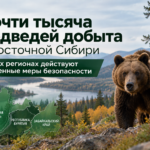 Почти тысяча медведей добыта в Восточной Сибири: в трёх регионах действуют усиленные меры безопасности