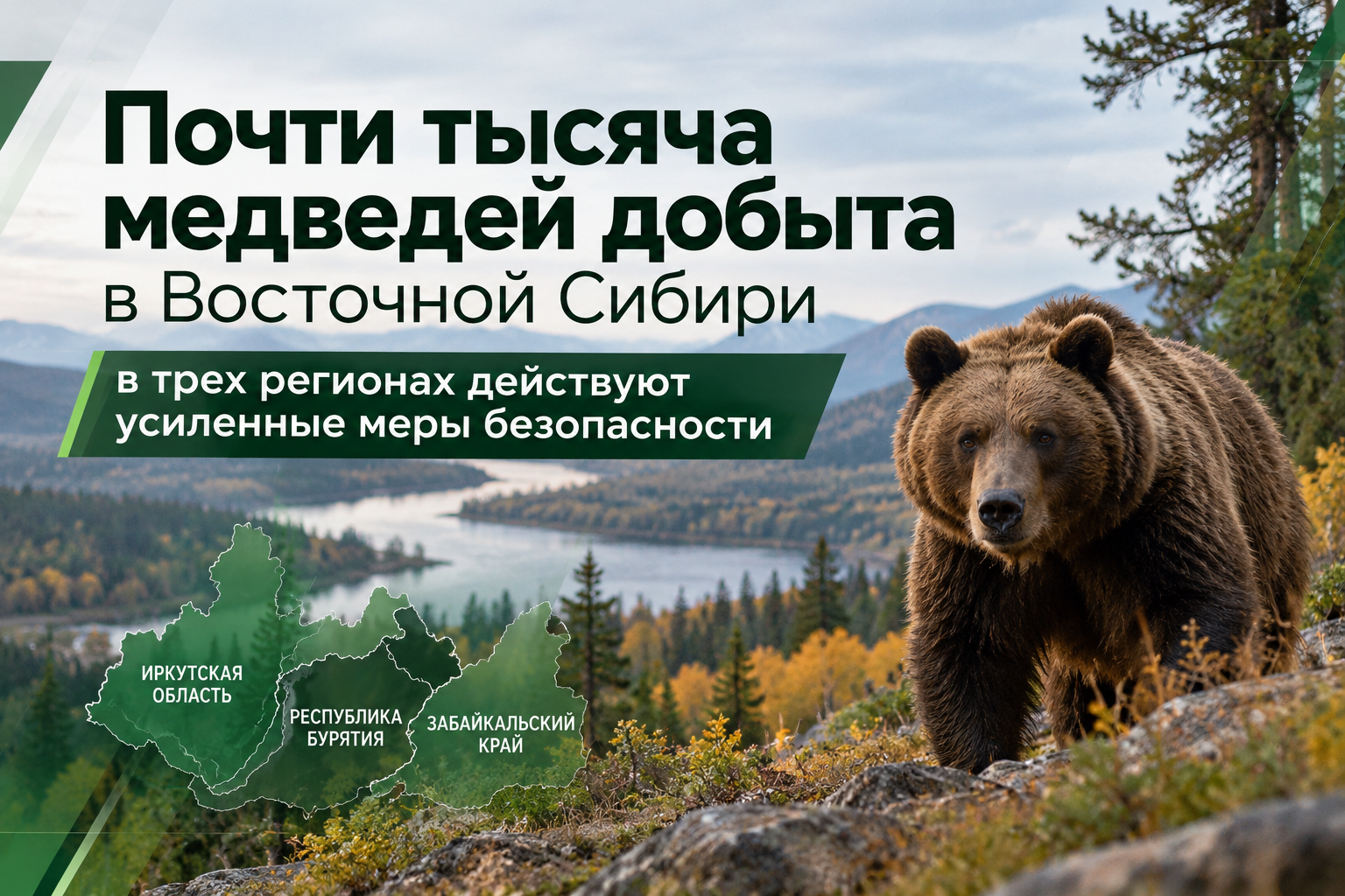 Почти тысяча медведей добыта в Восточной Сибири: в трёх регионах действуют усиленные меры безопасности