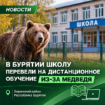 В Бурятии школу перевели на дистанционное обучение из-за медведя