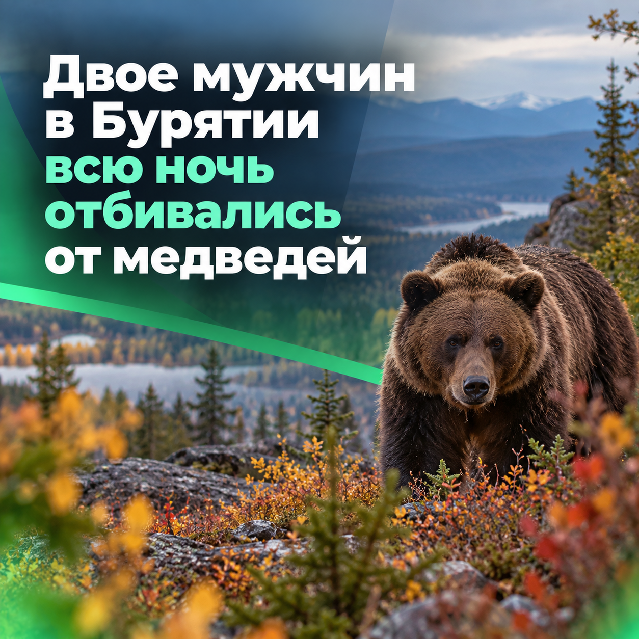 🐻 В Бурятии двое мужчин выжили после нападения медведицы