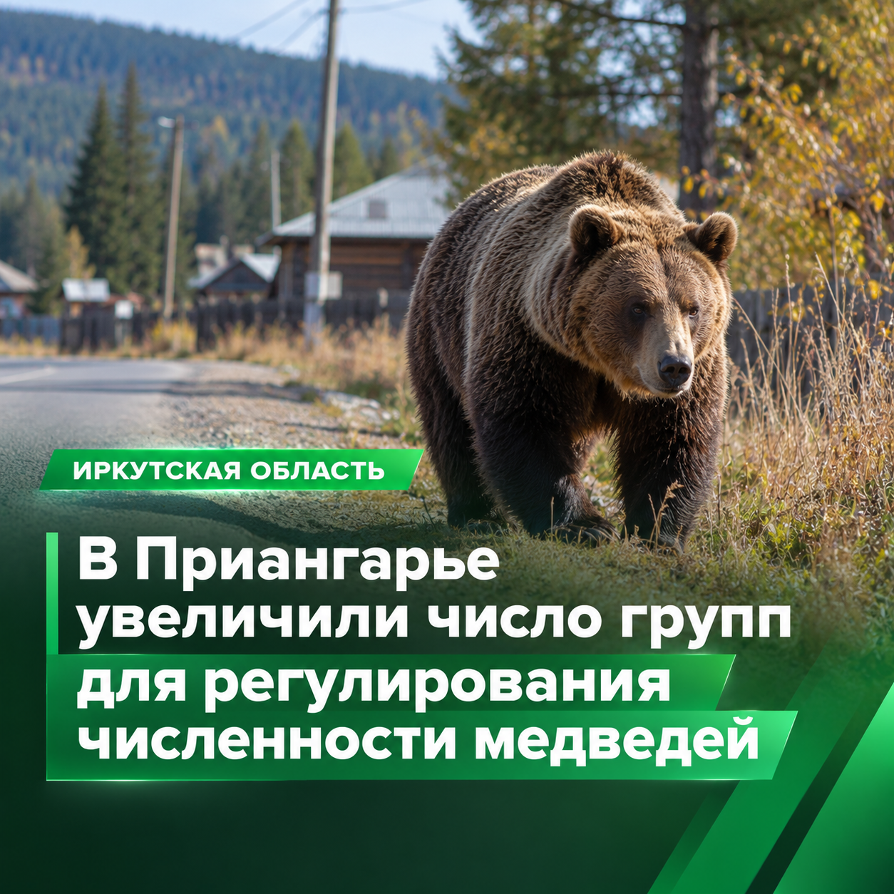 🐻 В Иркутской области увеличили число групп для регулирования численности медведей
