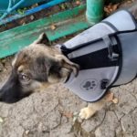 🐻🐕 Маленький герой: в Иркутской области щенок спас семью от медведя