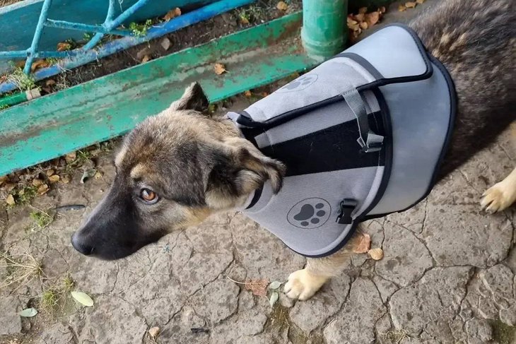 🐻🐕 Маленький герой: в Иркутской области щенок спас семью от медведя