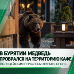 В Бурятии медведь пробрался на территорию кафе — полицейским пришлось открыть огонь