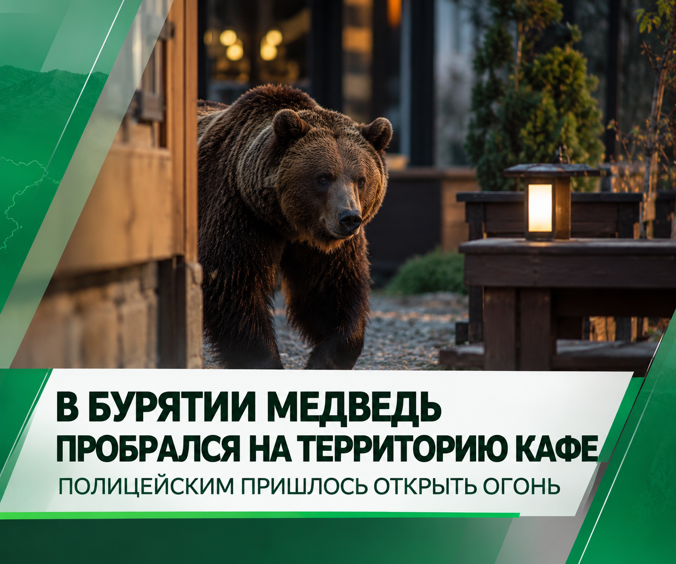 В Бурятии медведь пробрался на территорию кафе — полицейским пришлось открыть огонь