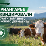 В Иркутской области ликвидировали все очаги заразного узелкового дерматита