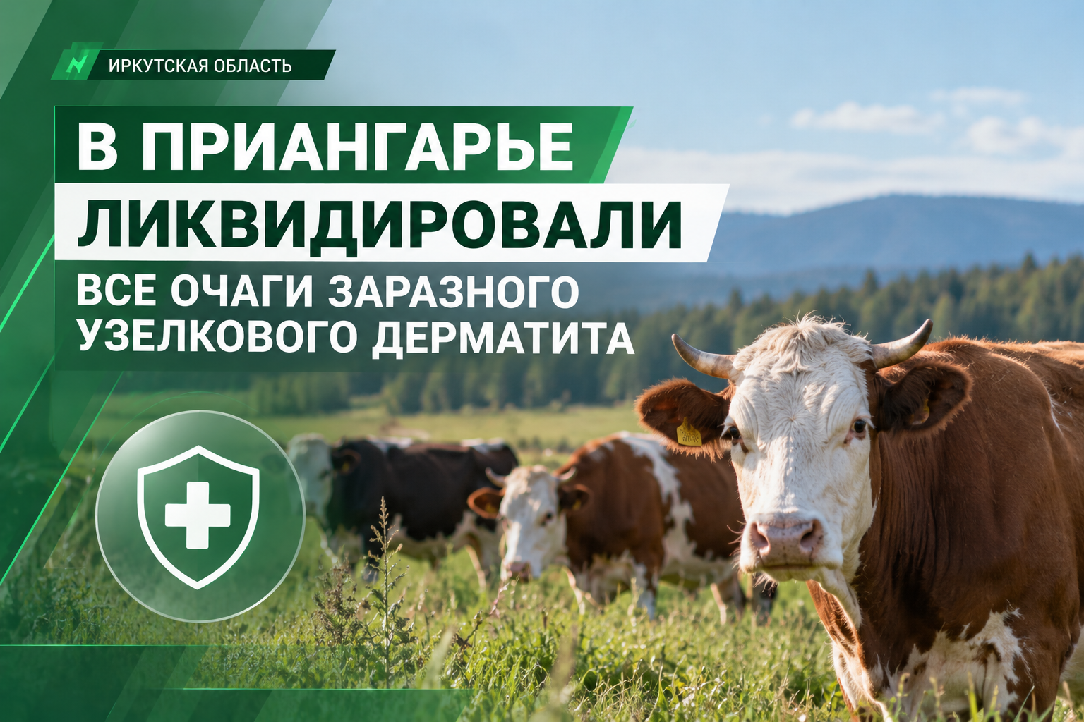 В Иркутской области ликвидировали все очаги заразного узелкового дерматита